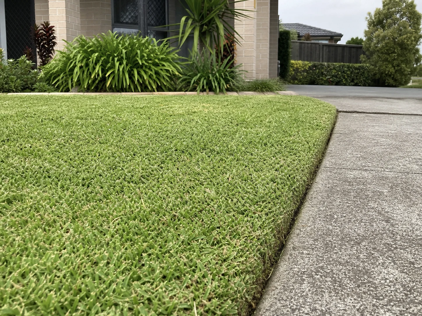 Freshly mown Brisbane lawn with a crisp edge beside a concrete path